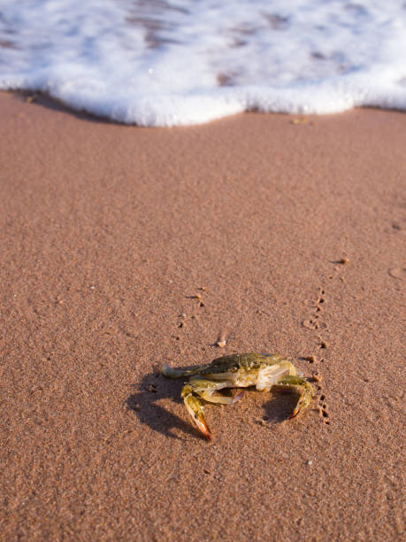 istock Crab on The Sand in The Beach 841570950