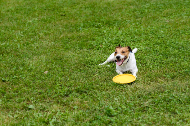 istock Dog lying down with flying disc on green grass background 841571008