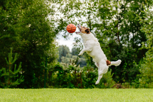 Dog jumping high to catch basketball ball