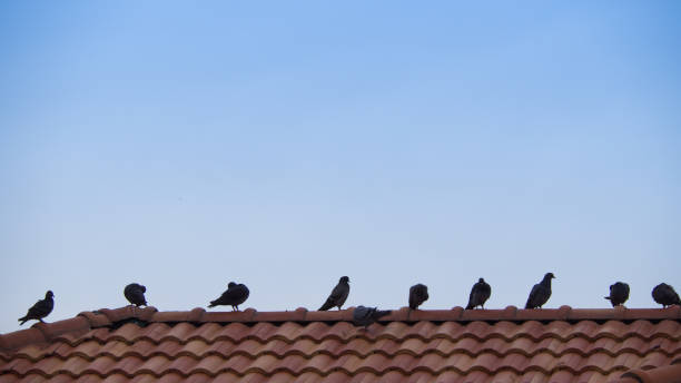 istock Movement of Pigeons Standing 841574248