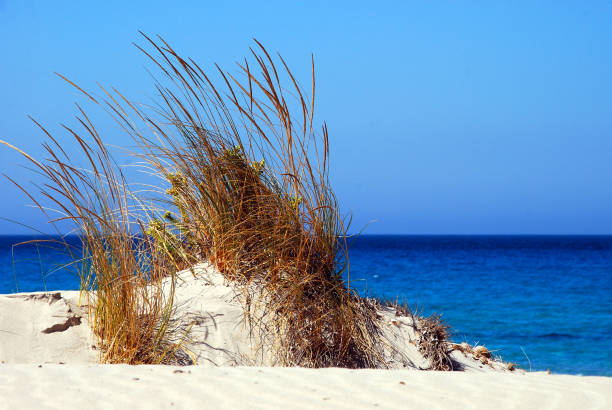 istock White dunes and blue sea 181 841577434