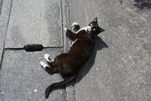 street cat in japan