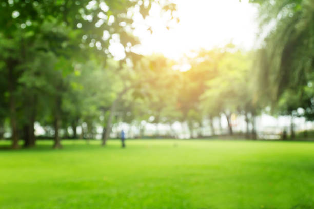 istock blurred green garden on summer 841577922