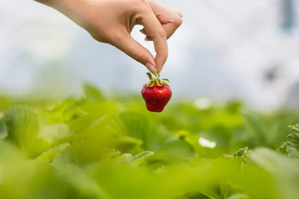 Woman holding a juicy bitten strawberry into the camera,strawberry in arm. Woman holding strawberry in hands in greenhouse,Female hand holding strawberry on blurred background,strawberry crop concept