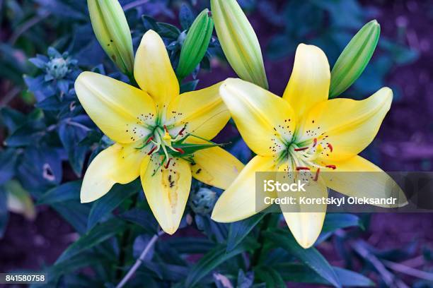 Green Grasshopper On Orange Lily In Spring Stock Photo - Download Image Now - Abstract, Animal, Animal Antenna