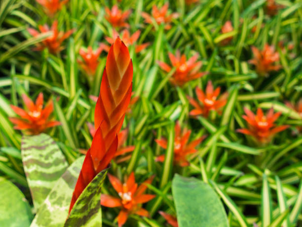Red and Orange Bromeliad Flowers Blooming in The Farm