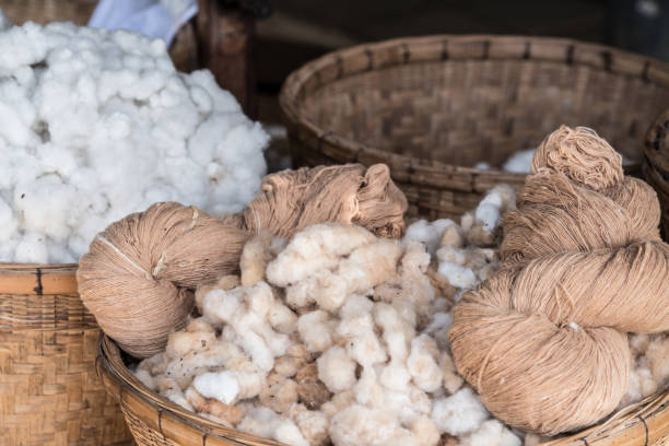istock Cotton is a soft, fluffy staple fiber that grows in a boll, or protective case, around the seeds 841584590