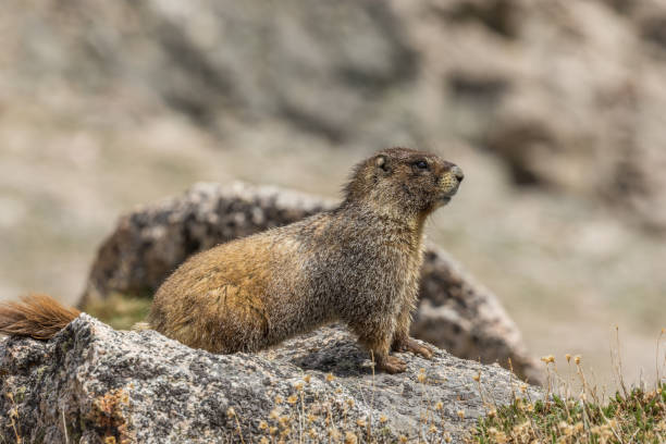 istock Yellow-bellied Marmot 841585000