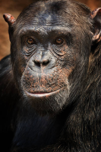 istock Close up of a common chimpanzee (Pan troglodytes) 841586262