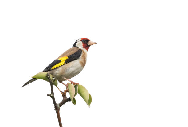 European goldfinch or goldfinch (Carduelis carduelis) against a white background European goldfinch or goldfinch (Carduelis carduelis) perching on a tree against a white background. gold finch photos stock pictures, royalty-free photos & images