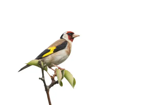 European goldfinch or goldfinch (Carduelis carduelis) perching on a tree against a white background.