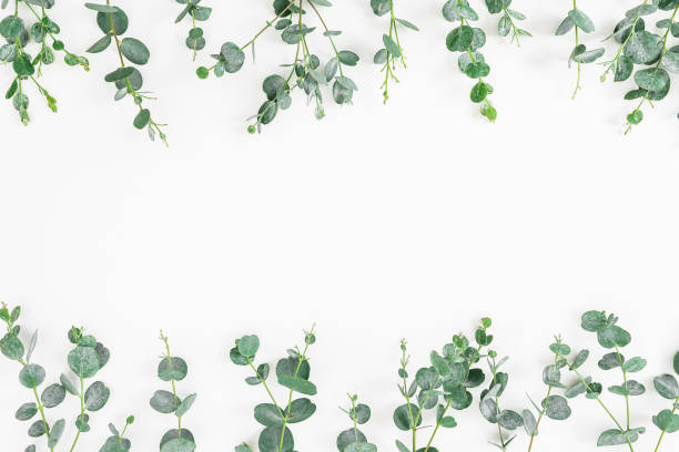 istock Floral frame of eucalyptus leaves isolated on white background. Flat lay, top view 841588180