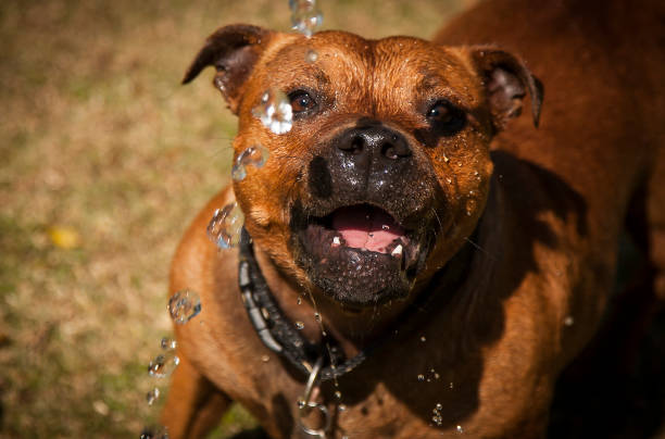 istock Blue Harlequin Great Dane and a Staffie 841588336