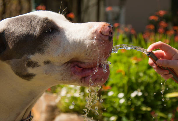 istock Blue Harlequin Great Dane and a Staffie 841588338