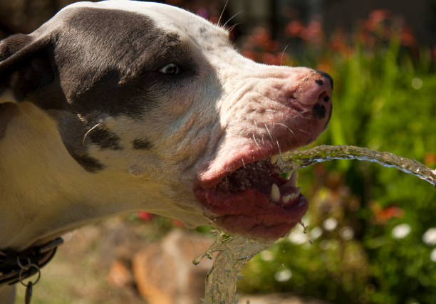 istock Blue Harlequin Great Dane and a Staffie 841588360