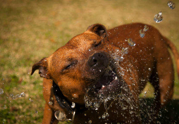 istock Blue Harlequin Great Dane and a Staffie 841588422