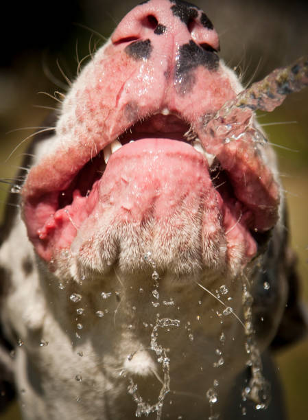 istock Blue Harlequin Great Dane and a Staffie 841588462