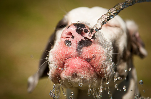 A sunny Day, A Great Dane named Maggie and a Staffordshire Bull Terrier called Remy, mixed with a Hosepipe make for a fun shoot.