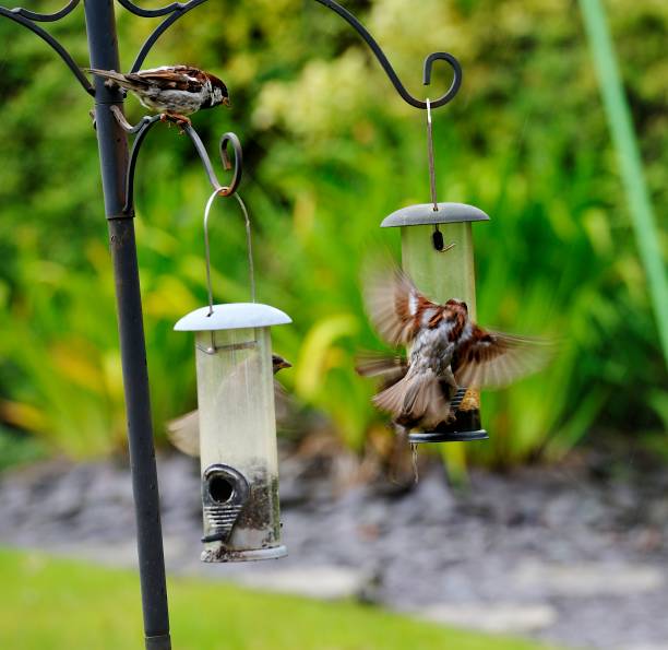istock House Sparrow squabbling over food 841588556