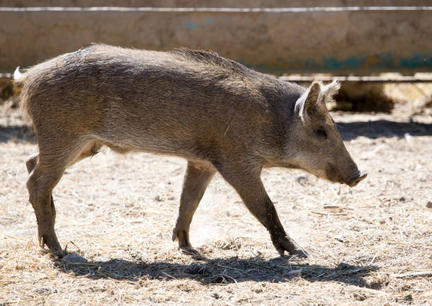 istock Wild boar in the zoo 841589284