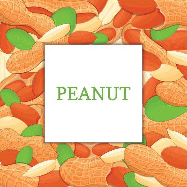 Shellnut Graphic 250+ Shelled Nuts Stock Illustrations, Royalty-Free Vector Graphics ...
