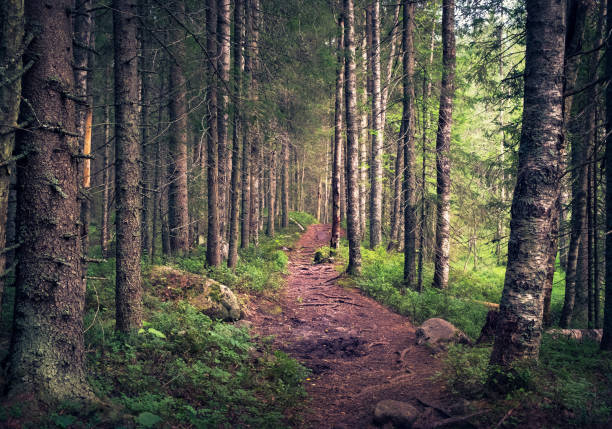 paisaje con camino y bosque en la mañana de verano en koli, finlandia - musgo apretado fotografías e imágenes de stock