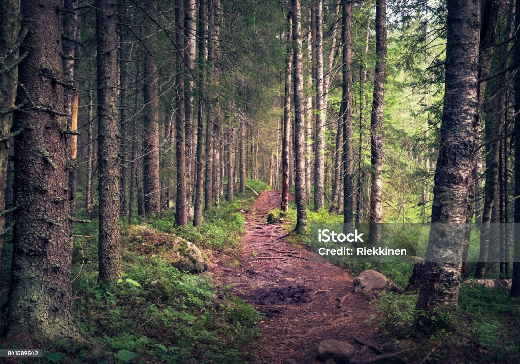 Idyllic landscape with path and primeval forest at summer morning in Koli, Finland Woodland Stock Photo