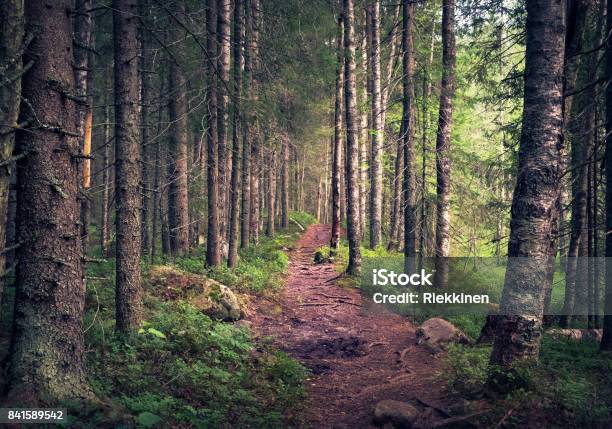 Idyllic Landscape With Path And Primeval Forest At Summer Morning In Koli Finland Stock Photo - Download Image Now