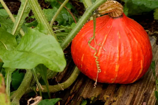 Pumpkin in the home garden