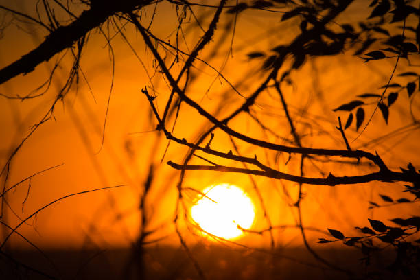 istock Silhouette of tree branches at the golden sunset 841595680