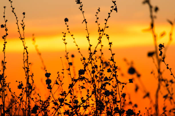 istock Silhouette of grass on a golden sunset 841595930