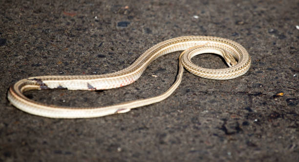 istock Auto crippled a snake on the road 841597464