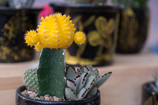 Color Gymnocalycium mihanovichii Graft Cactus