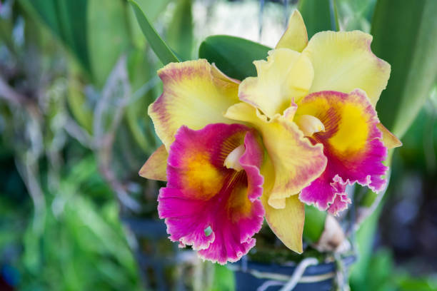 Purple cattleya orchid Purple cattleya orchid cattleya trianae stock pictures, royalty-free photos & images