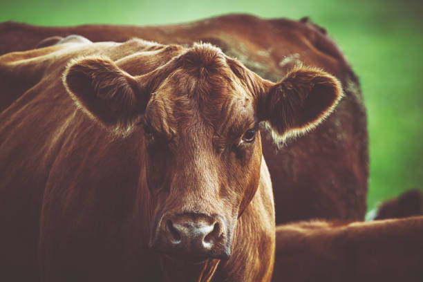 istock Brown cow is looking at the camera in dusk 841614104