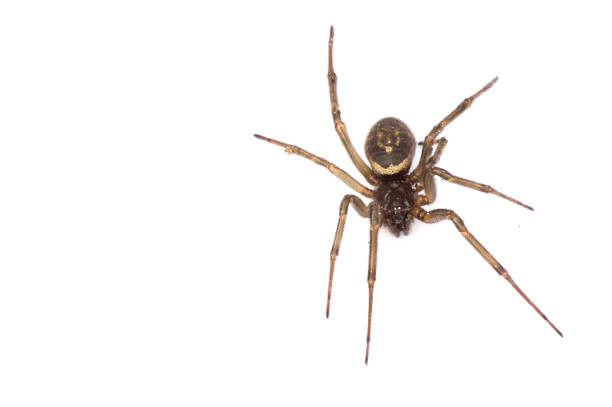A single false widow spider (male) The false widow spider has started to spread across the UK and is though of as being very dangerous, which could be giving the spider a bad reputtation black widow spider photos stock pictures, royalty-free photos & images