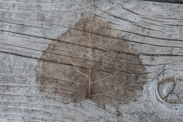 folha de  - maple tree autumn textured leaf - fotografias e filmes do acervo