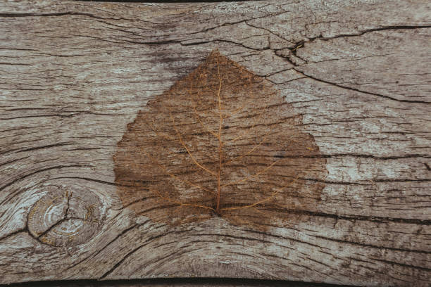 folha de  - maple tree autumn textured leaf - fotografias e filmes do acervo