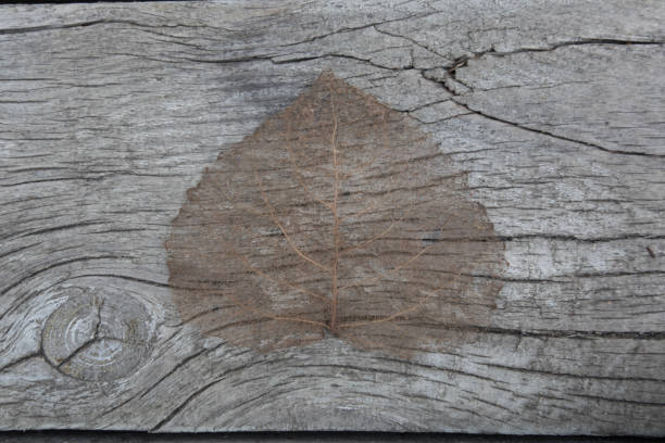 folha - maple tree autumn textured leaf - fotografias e filmes do acervo