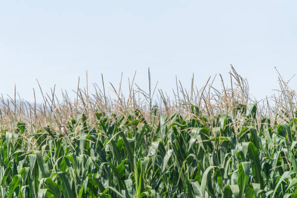 istock Green cornfield ready for harvest, late afternoon light, 841621500