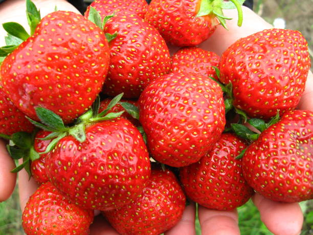istock Palms full of strawberries 841622074