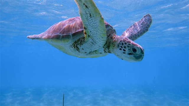 Snorkeling with Green Sea Turtle in Caribbean Sea near Akumal Bay - Riviera Maya / Cozumel , Quintana Roo , Mexico