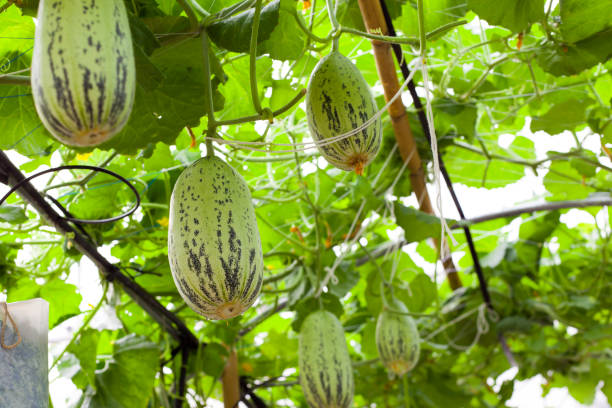 istock Fresh vegetables - green hatch in the garden. 841624864
