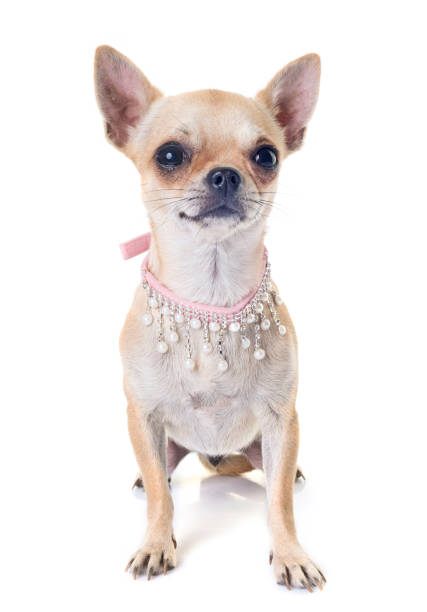 istock chihuahua shorthair 841625532