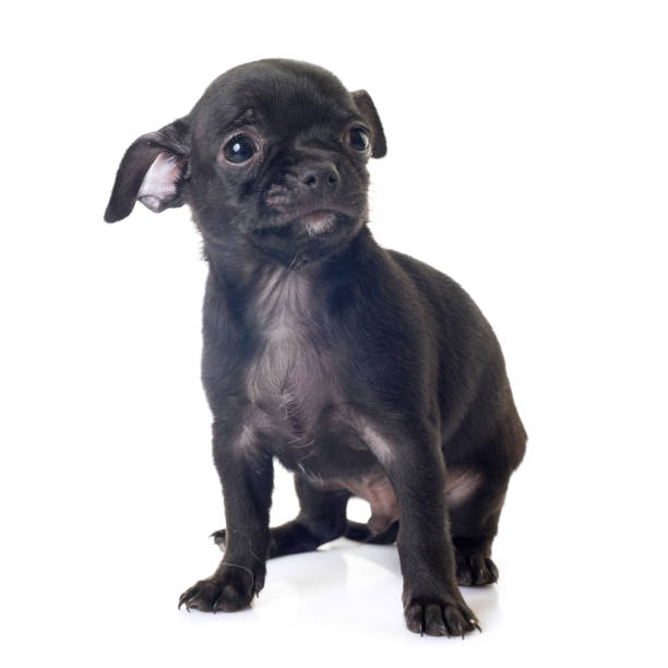 istock chihuahua shorthair 841625626