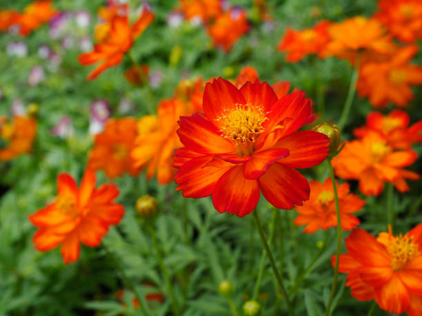 istock Beautiful orange cosmos flowers. 841628790