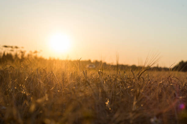 istock Rye grain harvest on rye field. 841632772
