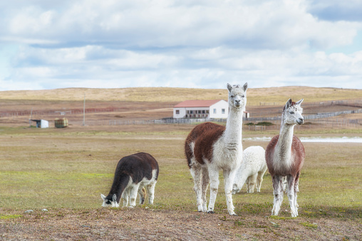 Pack of llamas in pampas. Argentina, Patagonia. South America.