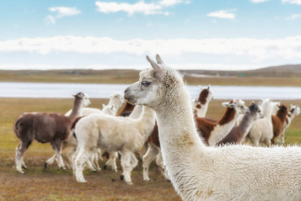 istock a herd of llamas, Argentinian Patagonia 841636398