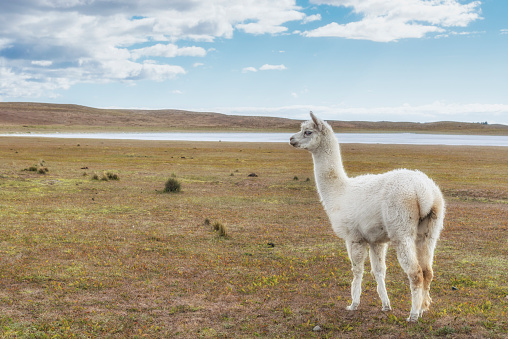 Llama in pampas. Argentina, Patagonia. South America.
